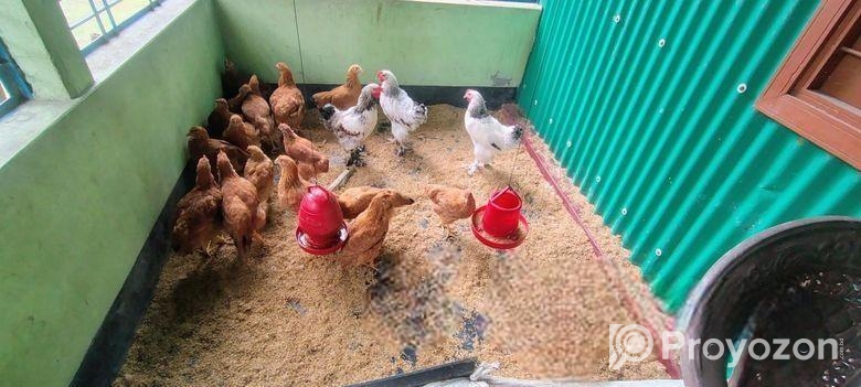 কিছু টাইগার মুরগী কেজি হিসাবে বিক্রি হবে