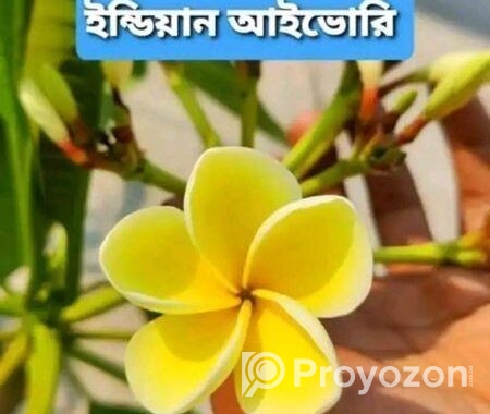 ইন্ডিয়ান আইভরি শুধু চারা