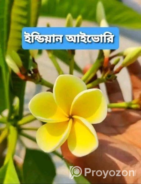 ইন্ডিয়ান আইভরি শুধু চারা