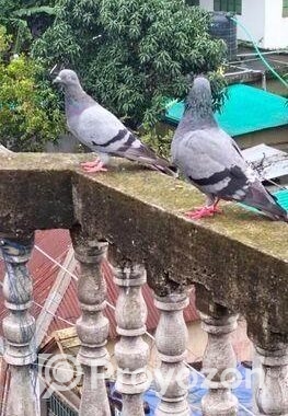 সবজি গোল্লা কবুতর