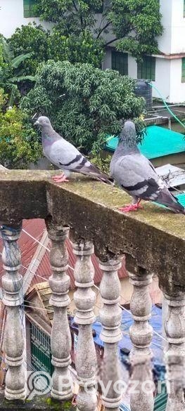 সবজি গোল্লা কবুতর