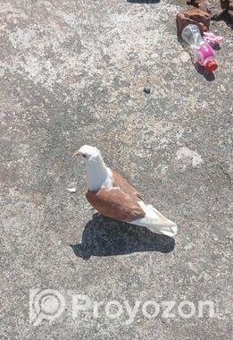 এই কবুতর জোড়া বিক্রি হবে
