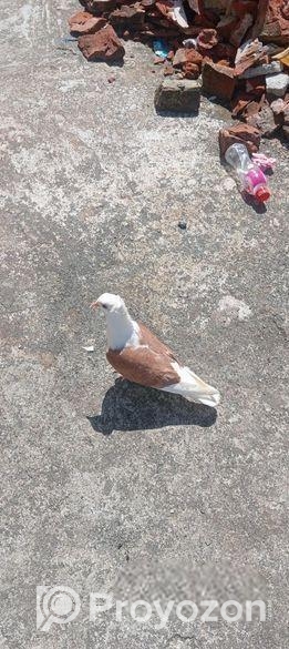 এই কবুতর জোড়া বিক্রি হবে