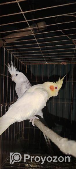 এক জোড়া রানিং ককাটেল পাখি ডিম বাচ্চা ১০০%গ্যারান্