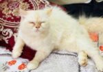 Persiyan cat