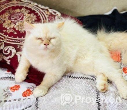 Persiyan cat