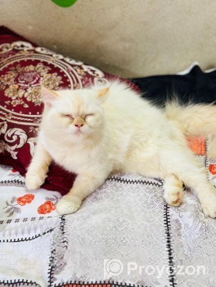 Persiyan cat