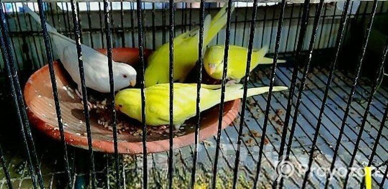 লাল চোখ পাখি