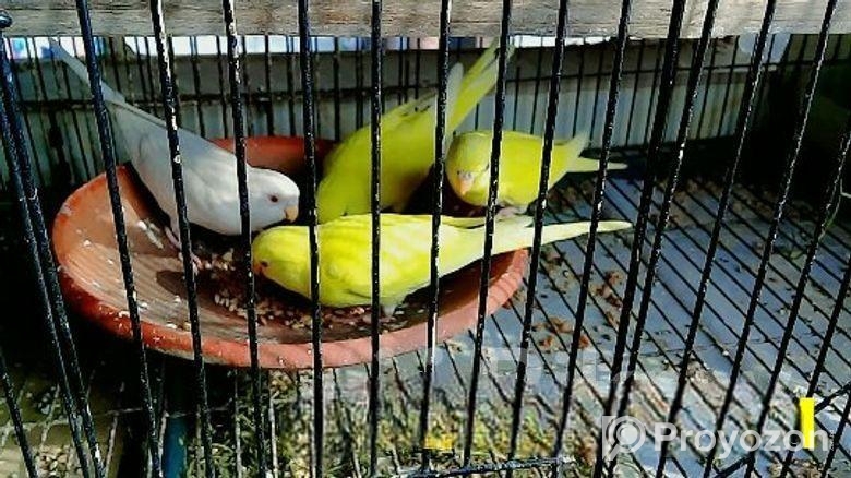 লাল চোখ পাখি