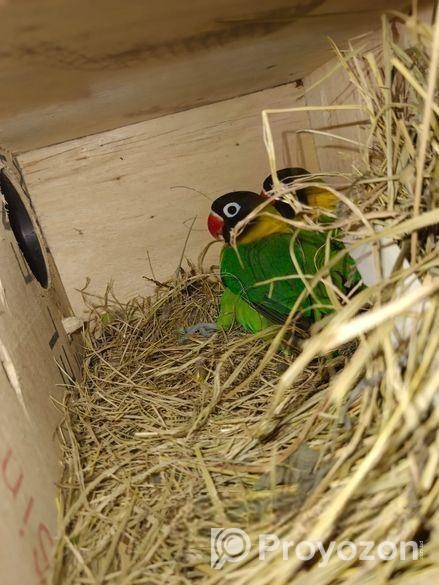 একজোড়া ইয়েলো গ্রিন ফিশার অফ লাইন লাভ বাড।