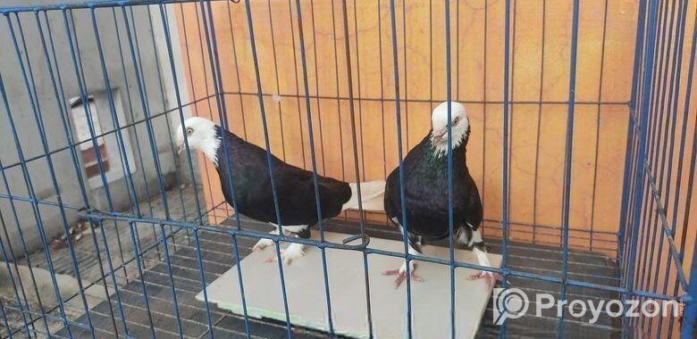 কবুতর বিক্র