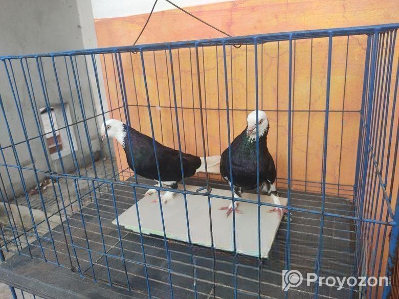 কবুতর বিক্র