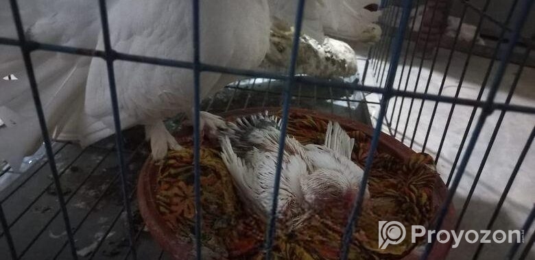 অরিজিনাল লাক্ষা কবুতর ও ইন্ডিয়ান ঘুঘু পাখি