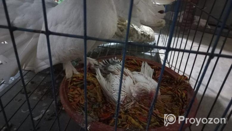 অরিজিনাল লাক্ষা কবুতর ও ইন্ডিয়ান ঘুঘু পাখি