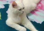 Cat For Sell