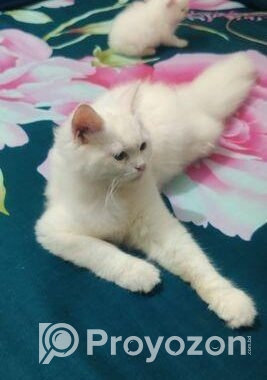 Cat For Sell