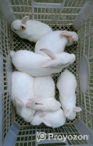 খরগোশ সেল হবে