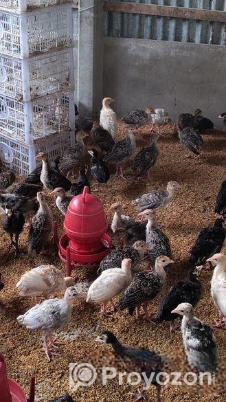 ১ মাস বয়সের টার্কি মুরগির বাচ্চা বিক্রি করা হব