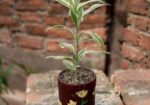 Best Indoor Plants