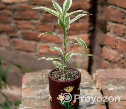Best Indoor Plants