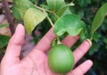 লেবু গাছ সহ