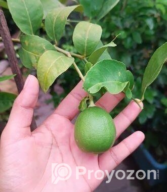 লেবু গাছ সহ