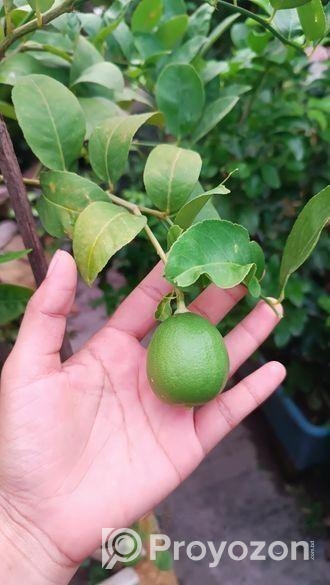 লেবু গাছ সহ