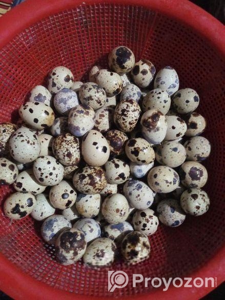 কোয়েল পাখির ডিম।
