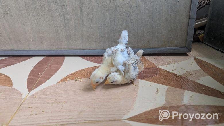 ব্লাক টেইল জাপানি ব্যান্থাম