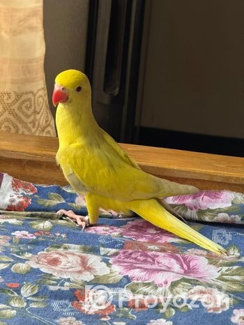 storage sofa Divan 3500