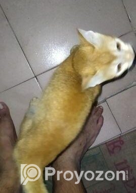 Cat For Adoption