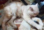 Male Cat