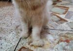 Male Cat