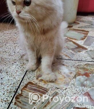 Male Cat