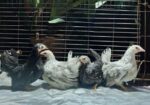 Japanese Bantam