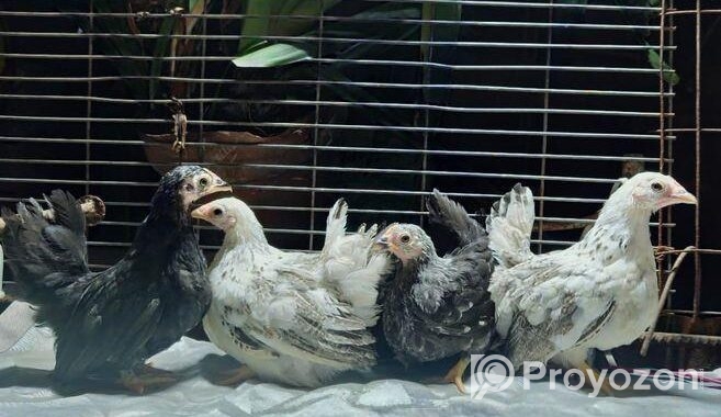 Japanese Bantam