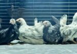 Japanese Bantam