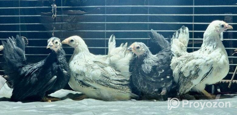 Japanese Bantam