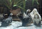 Japanese Bantam