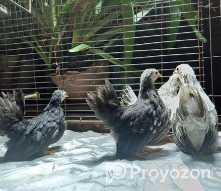 Japanese Bantam