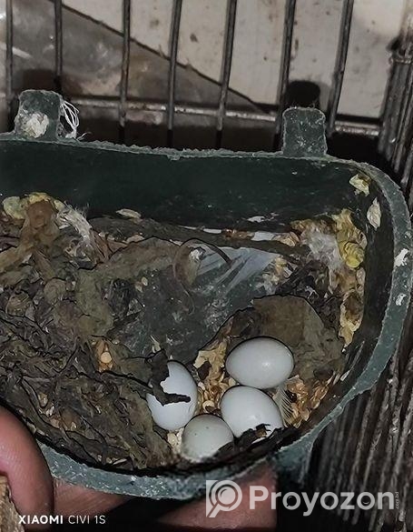 রানিং জেব্রা ফিন্স