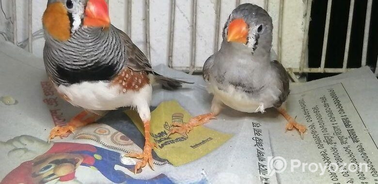 রানিং জেব্রা ফিন্স