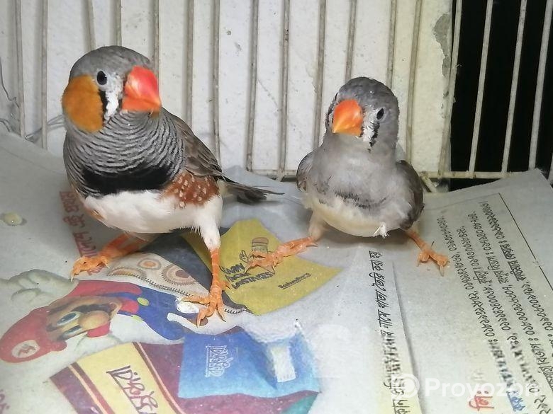 রানিং জেব্রা ফিন্স