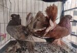Lokkha Running pair with 2 eggs