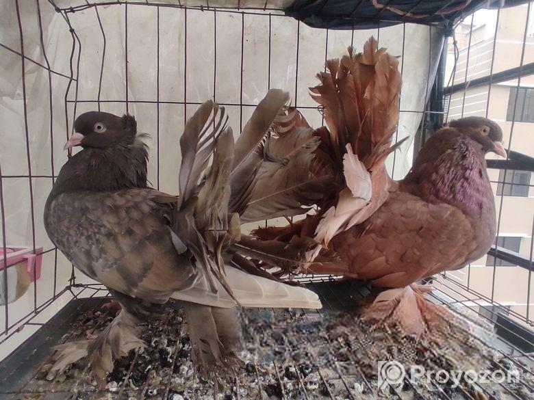 Lokkha Running pair with 2 eggs