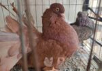 Lokkha Running pair with 2 eggs