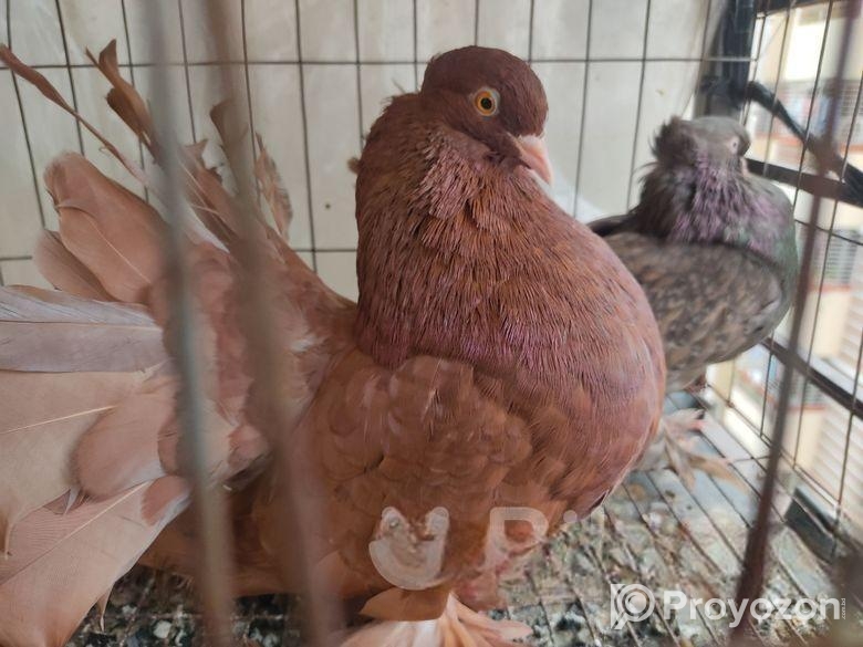 Lokkha Running pair with 2 eggs