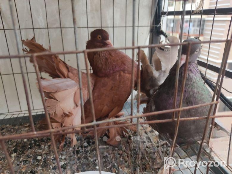 Lokkha Running pair with 2 eggs