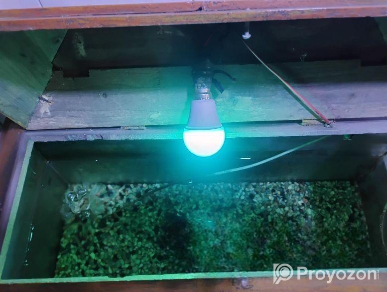 Fish aquarium / মাছের একুরিয়াম