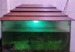 Fish aquarium / মাছের একুরিয়াম
